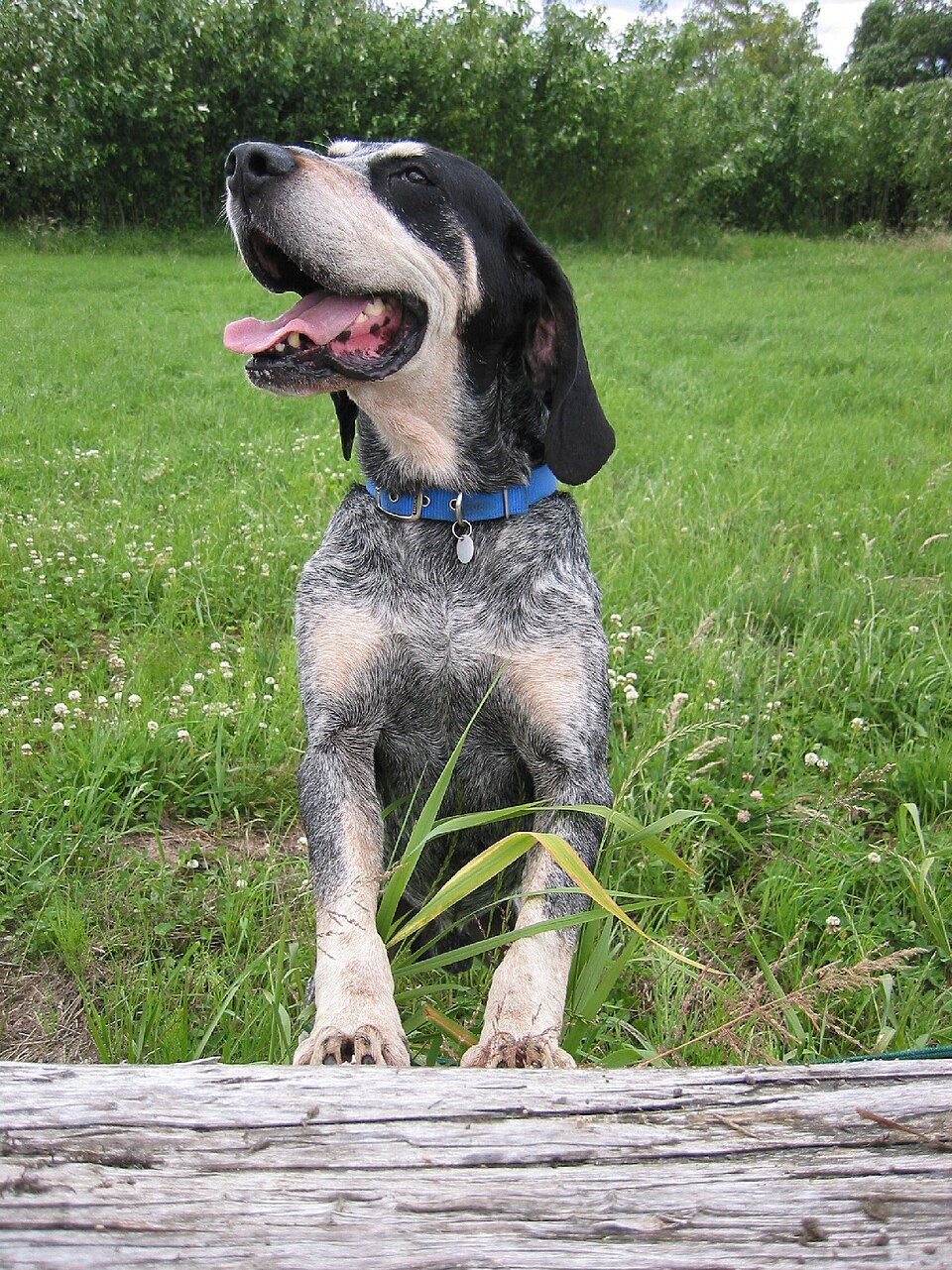 Grand bleu de Gascogne — photo de la race de chien originaire de France (2)
