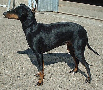 Manchester terrier