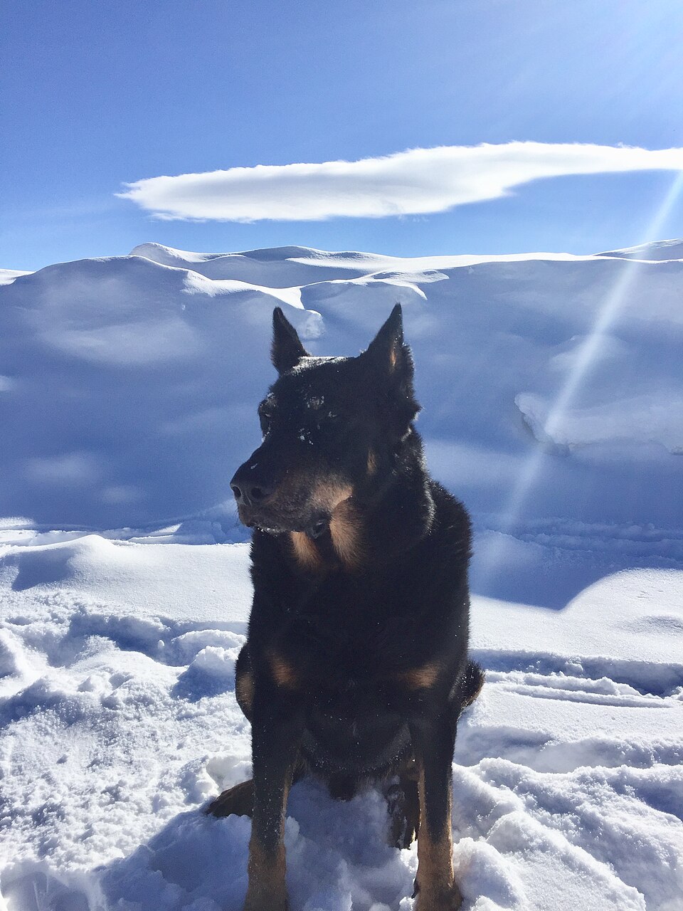 Beauceron — photo de la race de chien originaire de France (5)