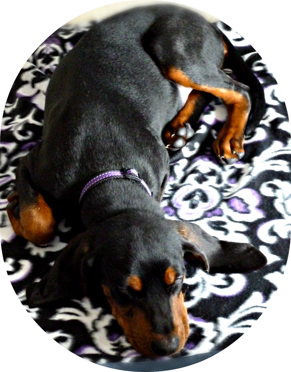 Black and tan coonhound — photo de la race de chien originaire de États-Unis (5)