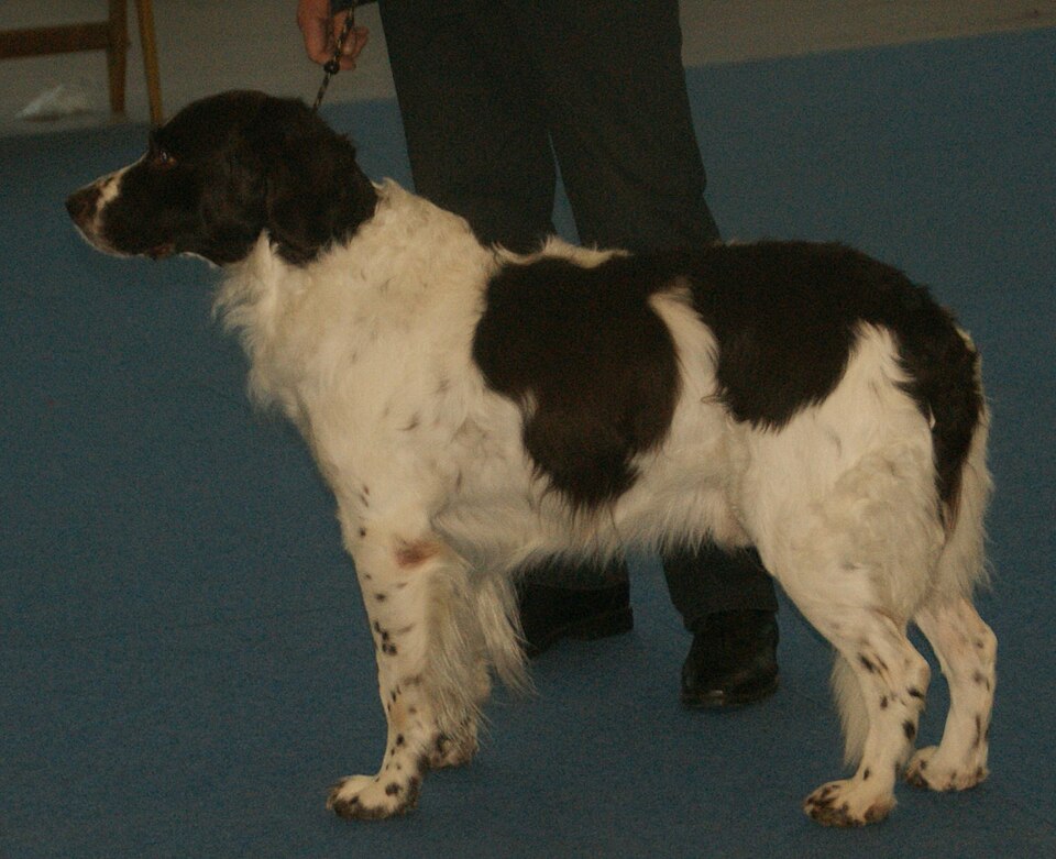 Epagneul à perdrix de Drente — photo de la race de chien originaire de Pays-Bas (6)