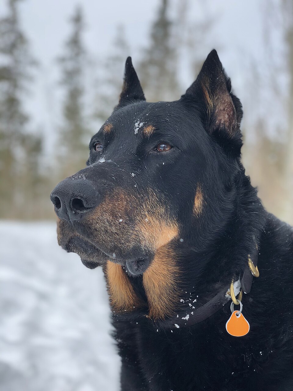 Beauceron — photo de la race de chien originaire de France (3)