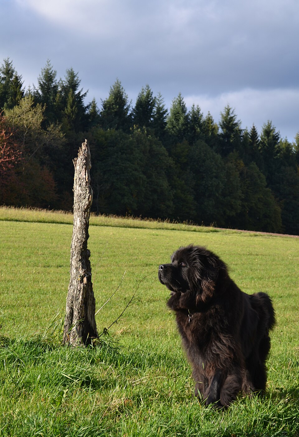 Terre-neuve — photo de la race de chien originaire de Canada (5)