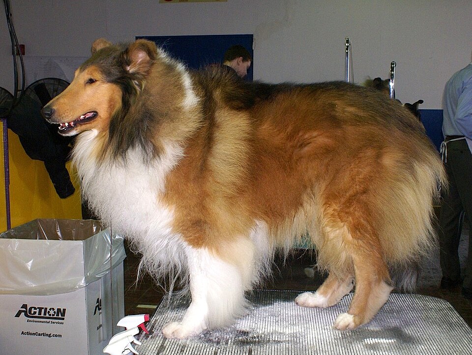 Colley à poil long – Collie rough — photo de la race de chien originaire de Royaume-Uni (2)