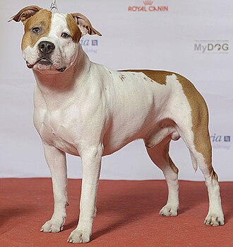 American staffordshire Terrier