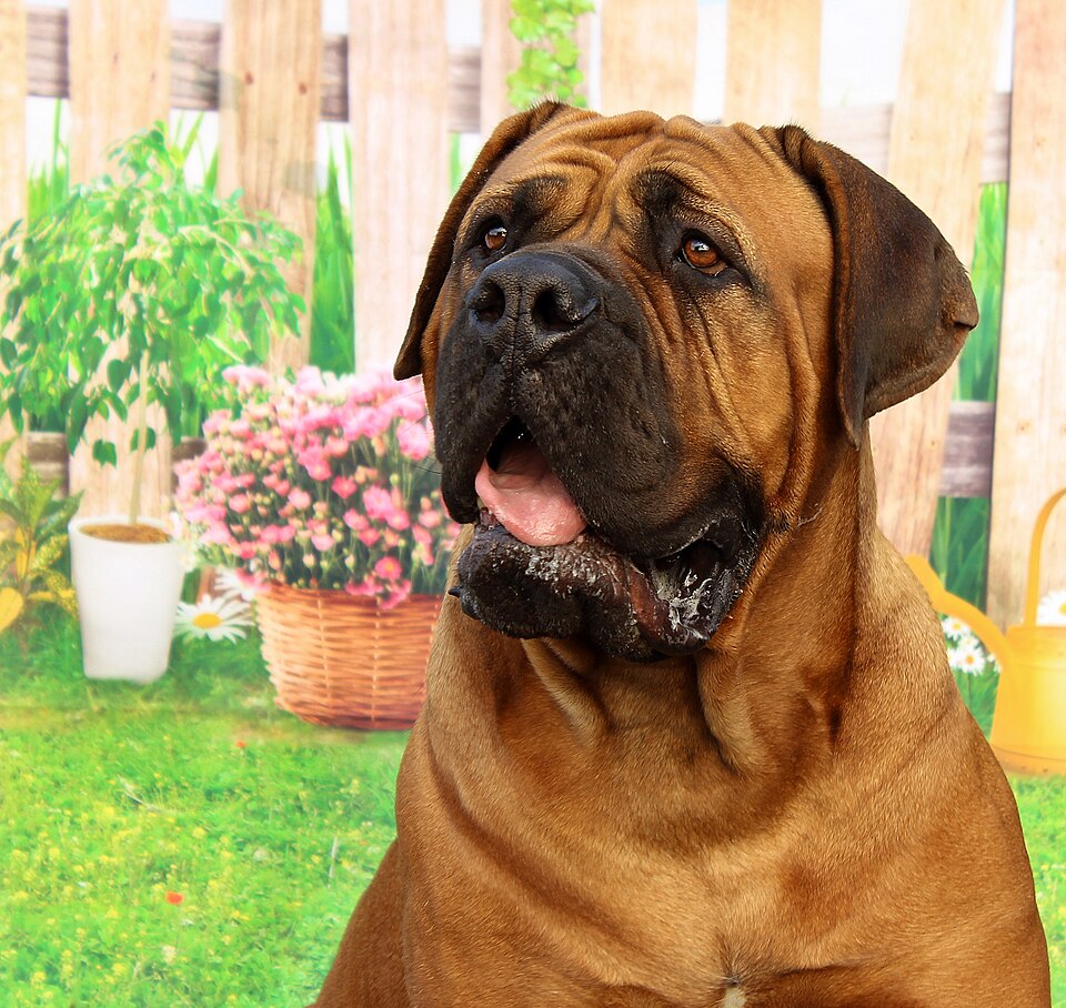 Dogue de Bordeaux — photo de la race de chien originaire de France (5)