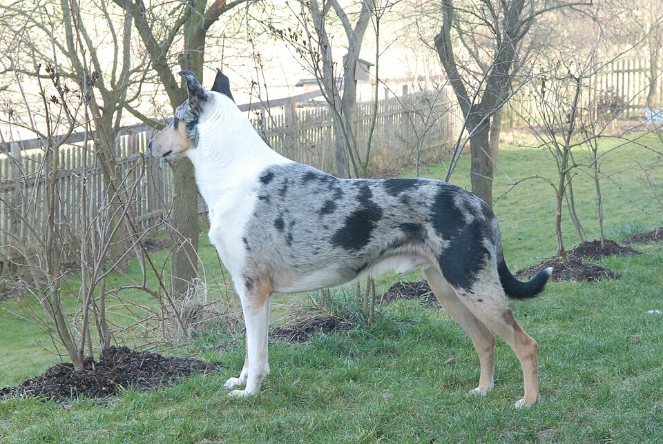 Colley à poil court — photo de la race de chien originaire de Écosse (1)