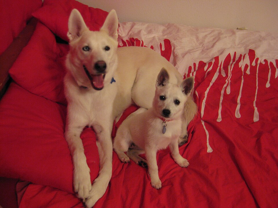 Alaskan Klee Kai — photo de la race de chien originaire de États-Unis (2)