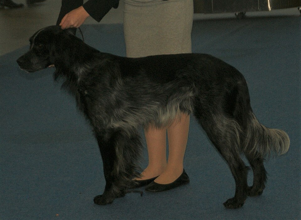 Epagneul bleu de Picardie — photo de la race de chien originaire de France (3)