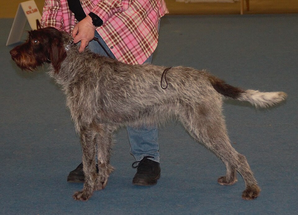 Barbu tchèque — photo de la race de chien originaire de Tchéquie (5)