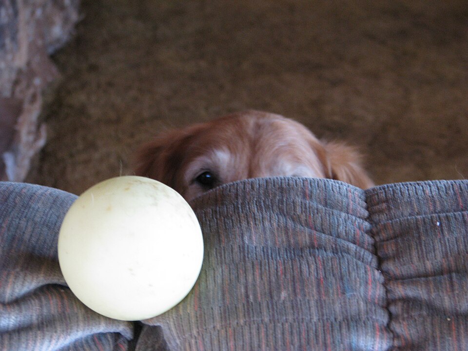 Golden Retriever — photo de la race de chien originaire de Royaume-Uni (4)