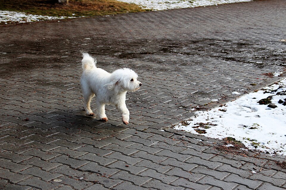 Bichon à poil frisé — photo de la race de chien originaire de Italie Italie (5)