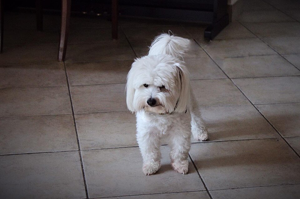 Coton de Tuléar — photo de la race de chien originaire de Madagascar (5)