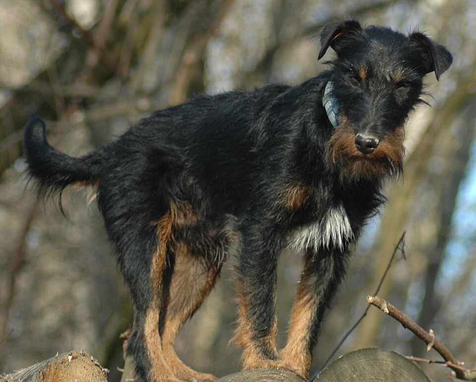 Jagdterrier — photo de la race de chien originaire de Allemagne (3)