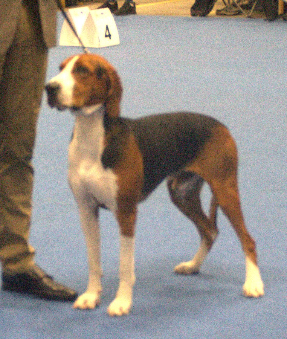 Hamilton stövare — photo de la race de chien originaire de Suède (3)