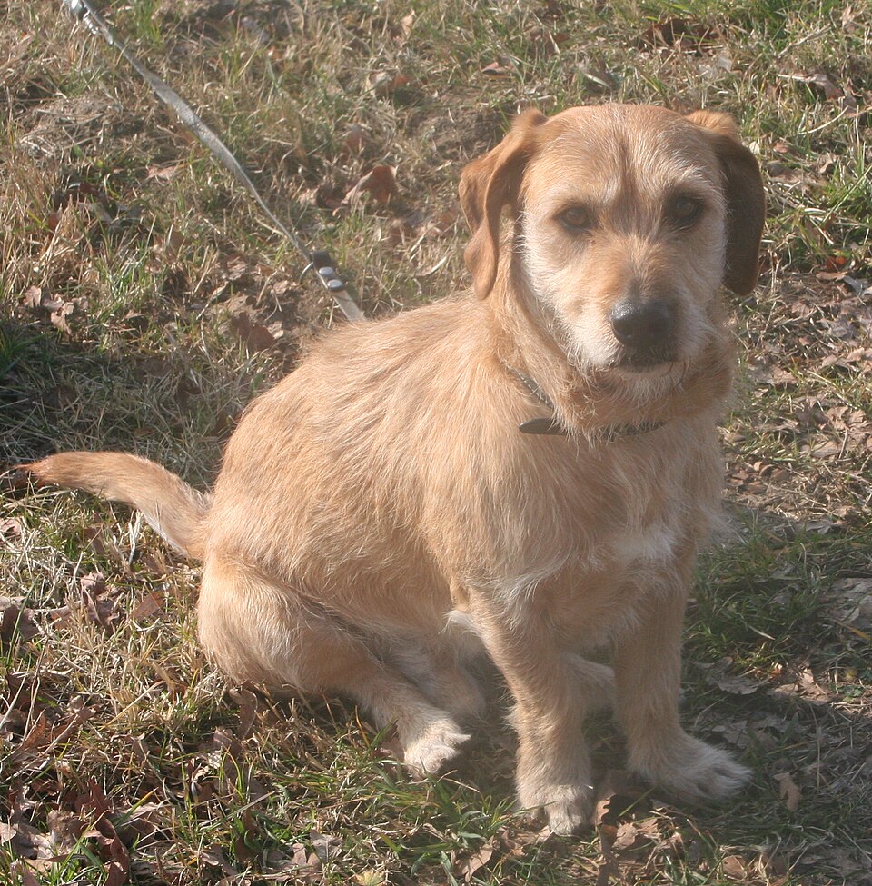 Basset fauve de Bretagne — photo de la race de chien originaire de France (2)