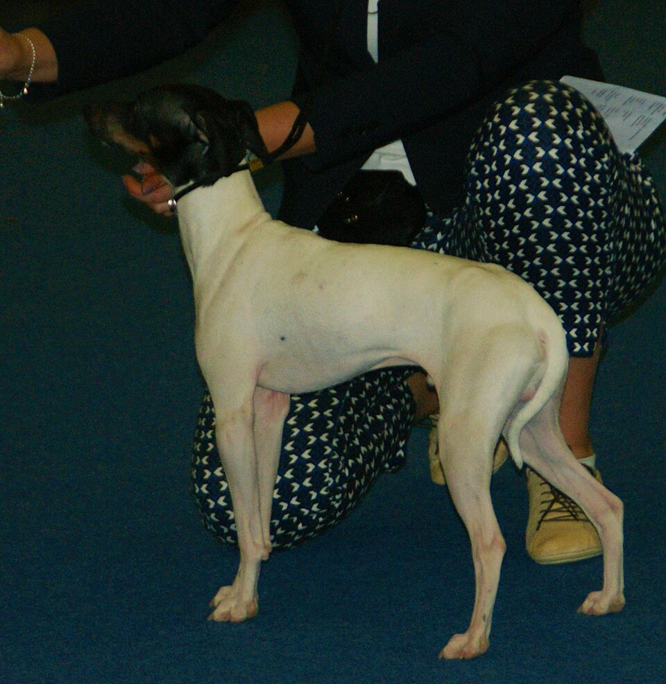 Terrier japonais — photo de la race de chien originaire de Japon (1)
