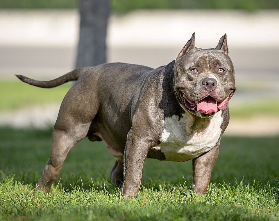 American Bully — photo de la race de chien originaire de États-Unis (1)