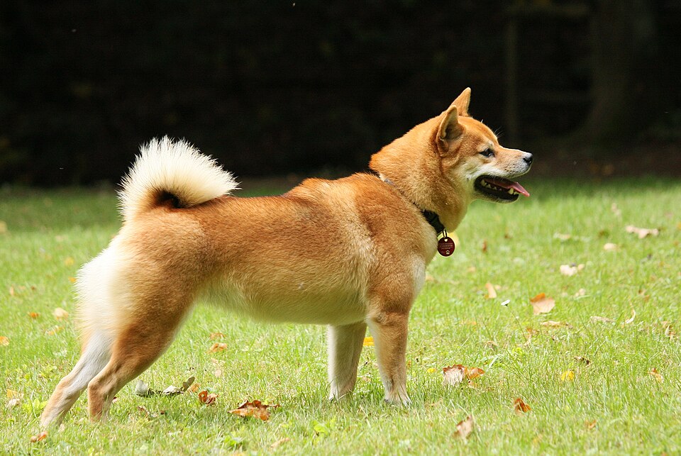Shiba Inu — photo de la race de chien originaire de Japon (3)