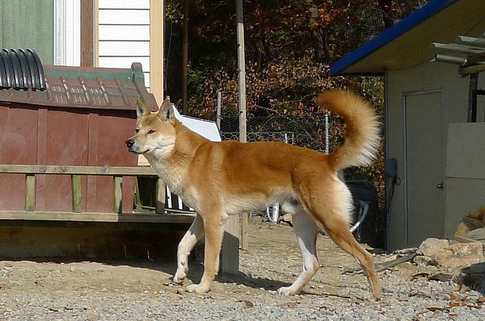 Jindo coréen — photo de la race de chien originaire de Corée du Sud (1)
