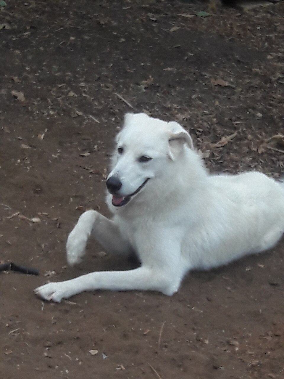 Chien de montagne des Pyrénées — photo de la race de chien originaire de Espagne (4)