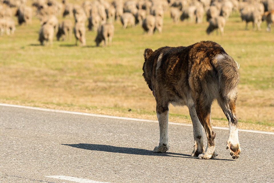 Berger d’Asie centrale — photo de la race de chien originaire de Asie centrale soviétique (5)