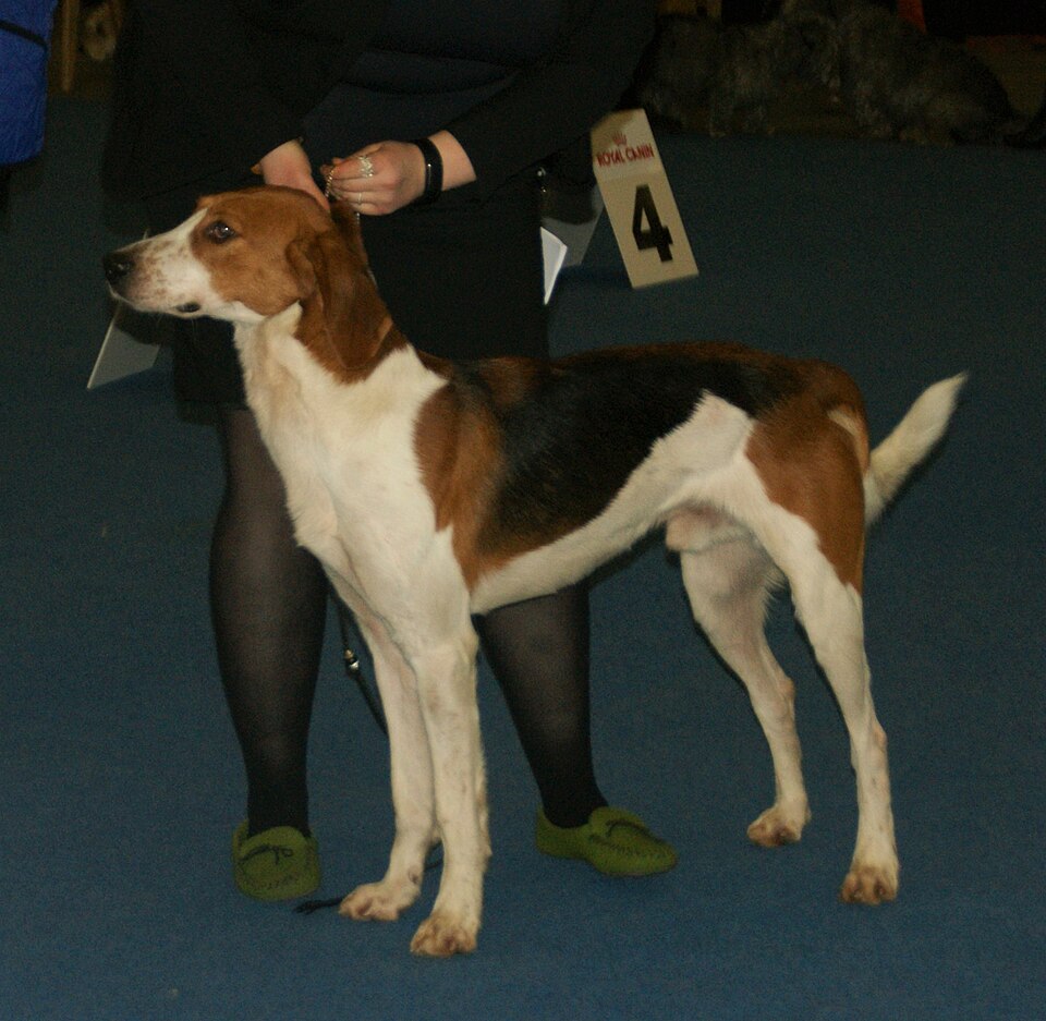 Foxhound américain — photo de la race de chien originaire de États-Unis (5)