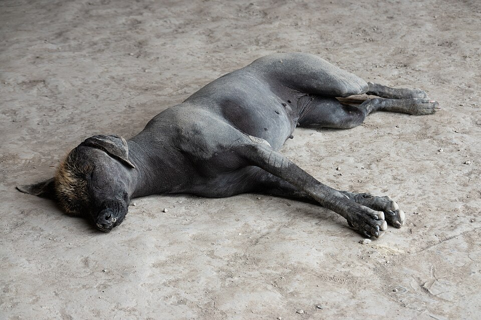 Chien nu du Pérou — photo de la race de chien originaire de Pérou (4)