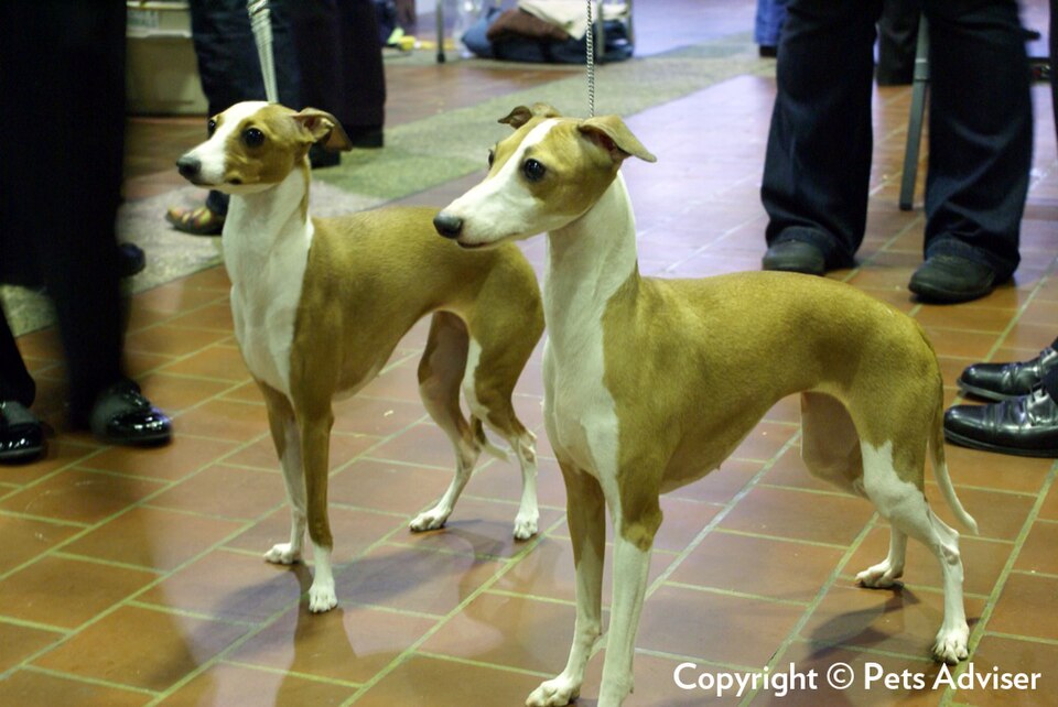 Petit Lévrier italien — photo de la race de chien originaire de Italie (5)
