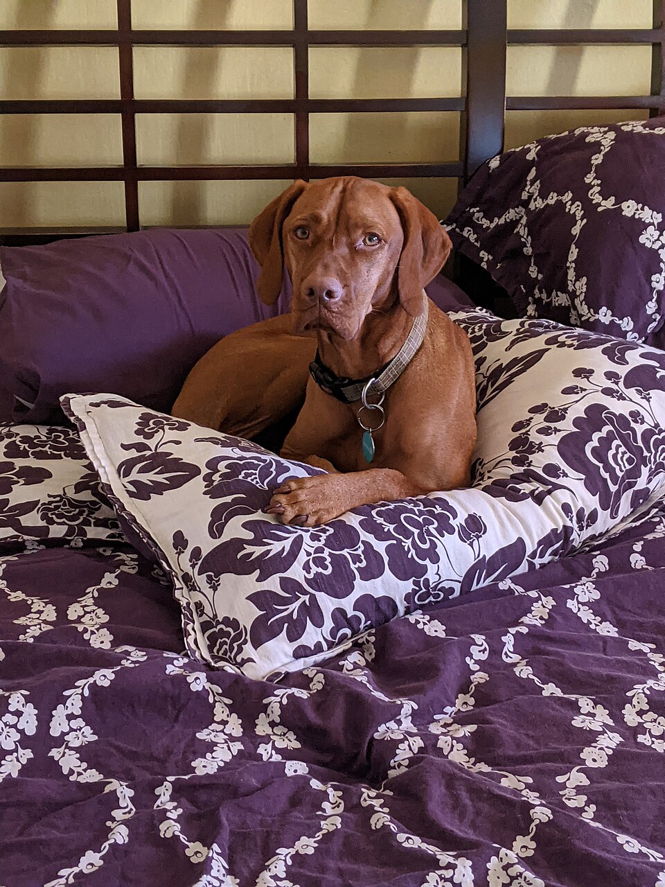 Braque hongrois à poil court — photo de la race de chien originaire de Hongrie (6)