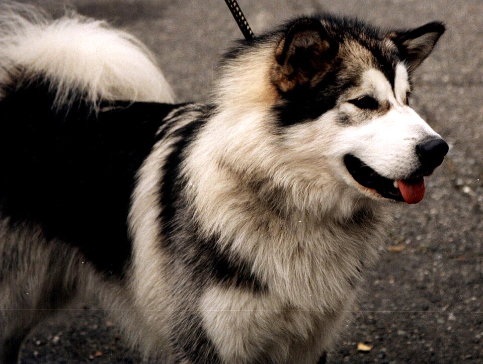 Malamute de l’Alaska — photo de la race de chien originaire de Alaska (5)