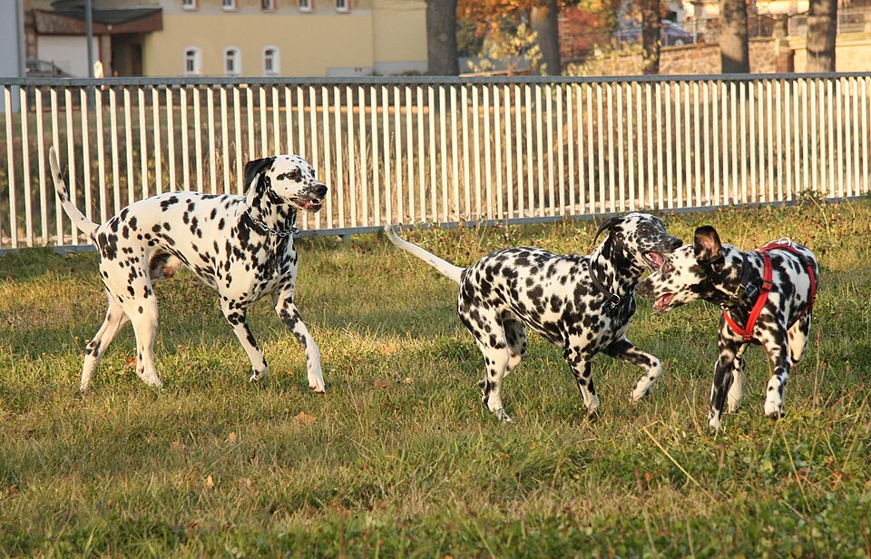 Dalmatien — photo de la race de chien originaire de Croatie (5)