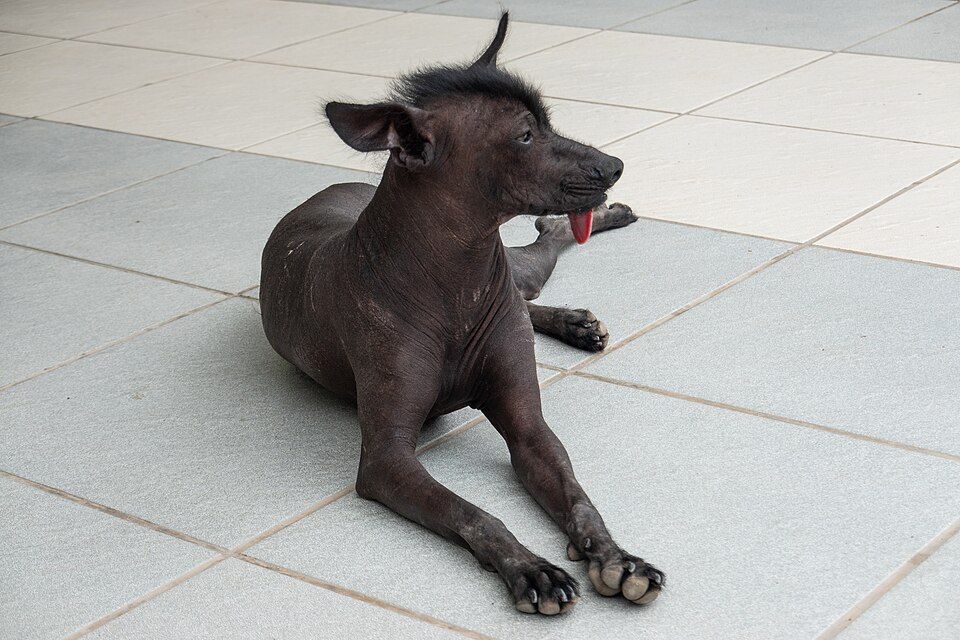 Chien nu du Pérou — photo de la race de chien originaire de Pérou (3)