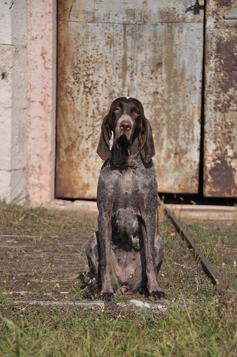 Braque de Burgos — photo de la race de chien originaire de Espagne (5)