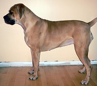 Boerbull