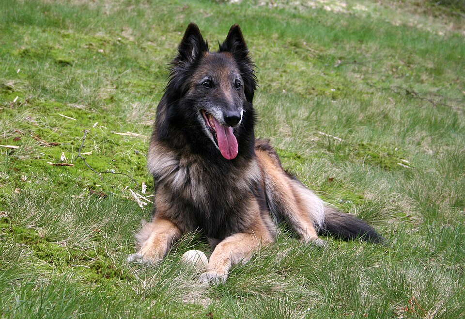 Berger Belge Tervueren — photo de la race de chien originaire de Belgique (2)