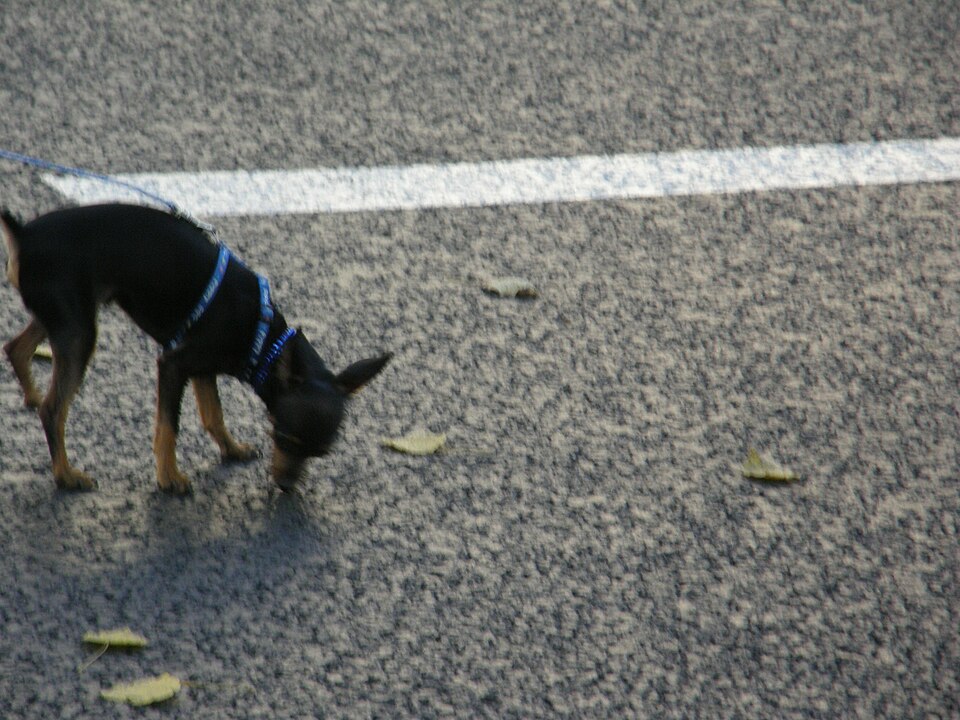 Russkiy Toy — photo de la race de chien originaire de Russie (2)