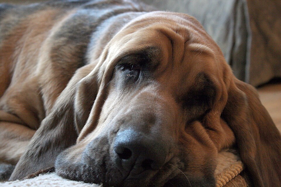 Chien de Saint-Hubert — photo de la race de chien originaire de Belgique (2)