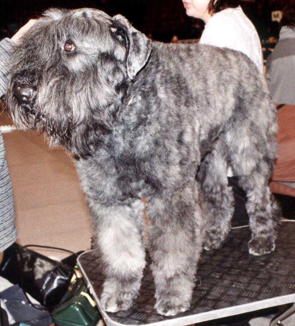 Bouvier des Flandres — photo de la race de chien originaire de Belgique (2)