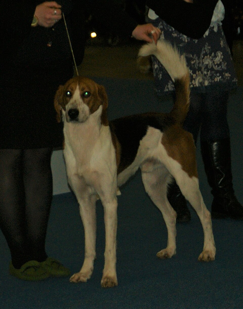 Foxhound américain — photo de la race de chien originaire de États-Unis (2)