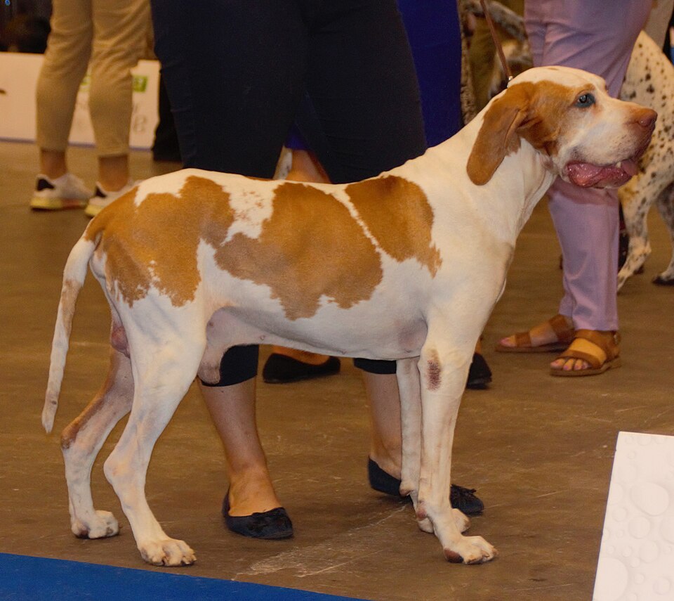 Braque de l’Ariège — photo de la race de chien originaire de France (4)