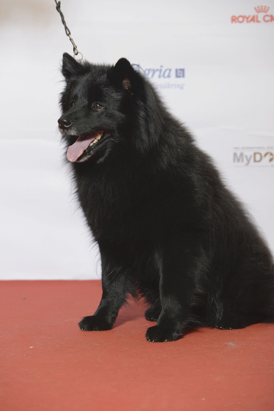 Chien suédois de Laponie — photo de la race de chien originaire de Suède (1)