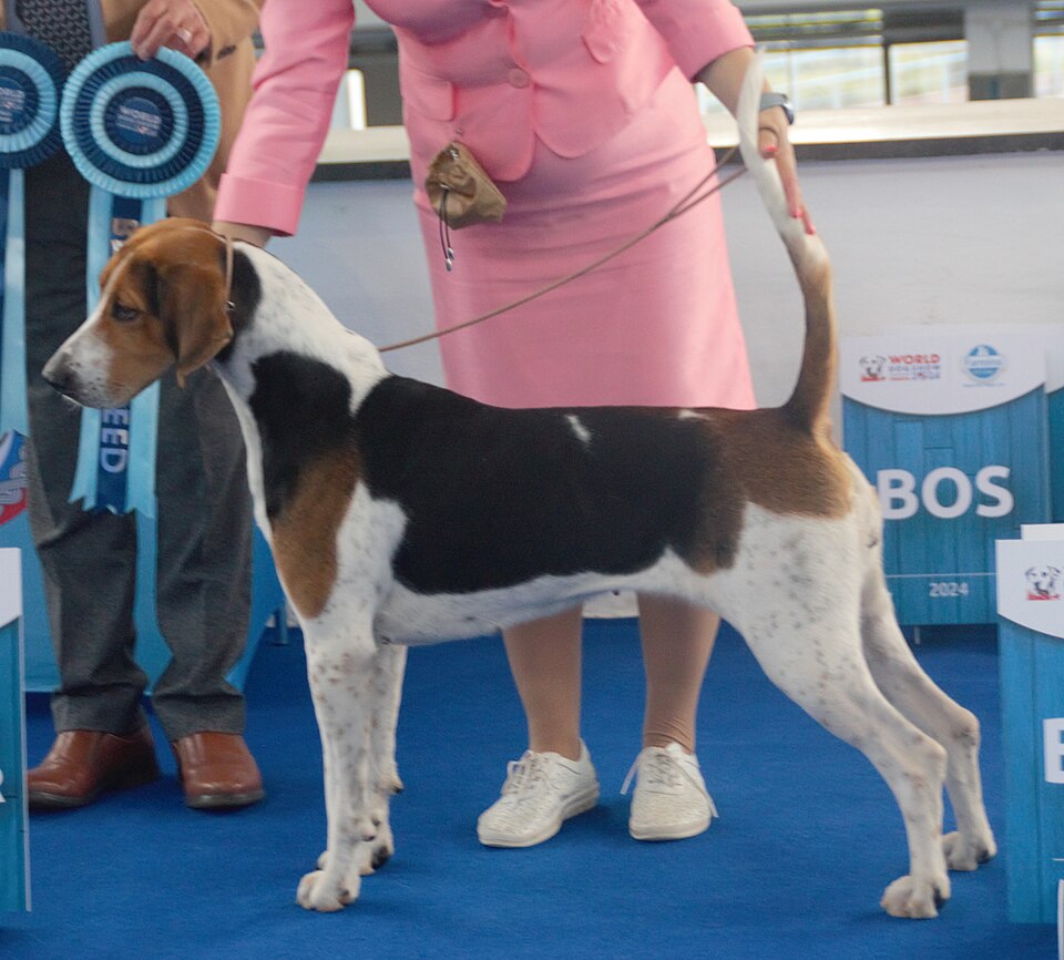 Foxhound anglais — photo de la race de chien originaire de Angleterre (5)