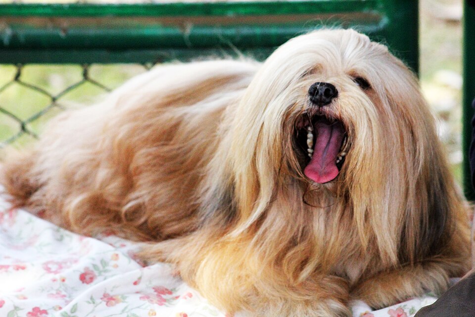 Lhassa Apso — photo de la race de chien originaire de Tibet (4)