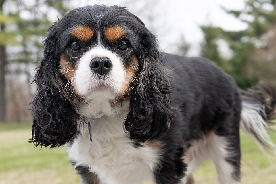 Cavalier King Charles — photo de la race de chien originaire de Royaume-Uni (2)