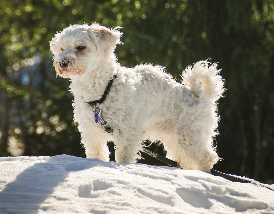 Bichon havanais — photo de la race de chien originaire de Cuba (3)