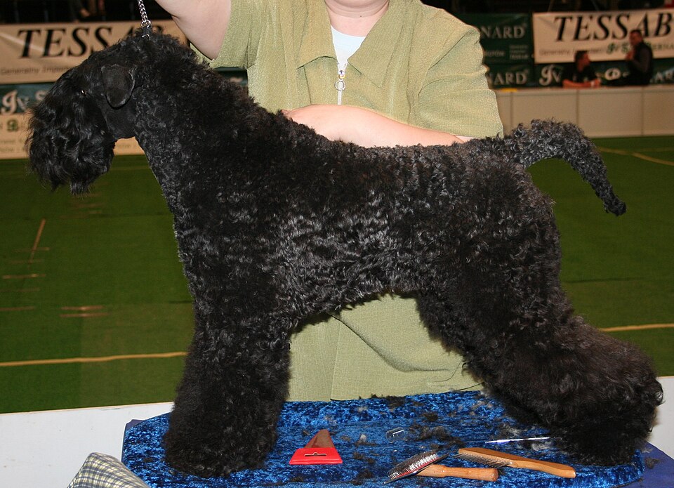 Kerry Blue Terrier — photo de la race de chien originaire de Irlande (6)