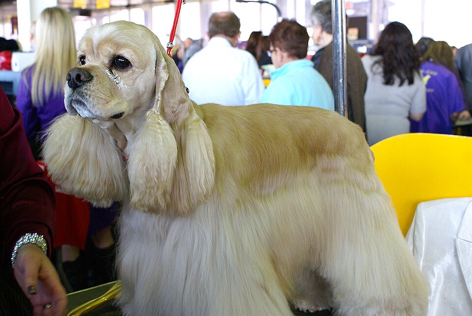 Cocker américain — photo de la race de chien originaire de États-Unis (6)