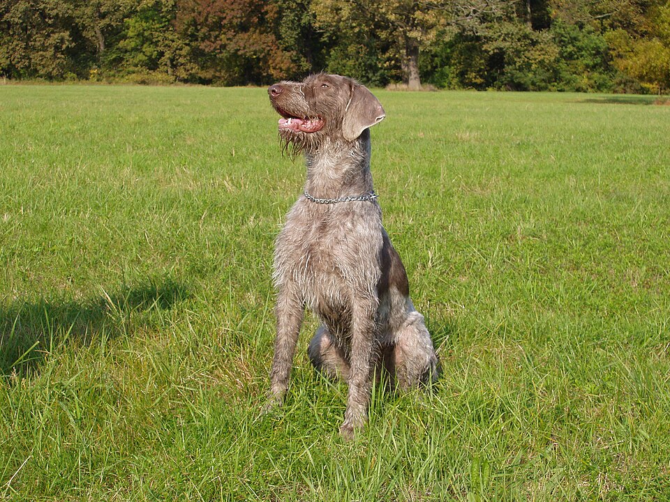 Braque slovaque à poil dur — photo de la race de chien originaire de Slovaquie (2)
