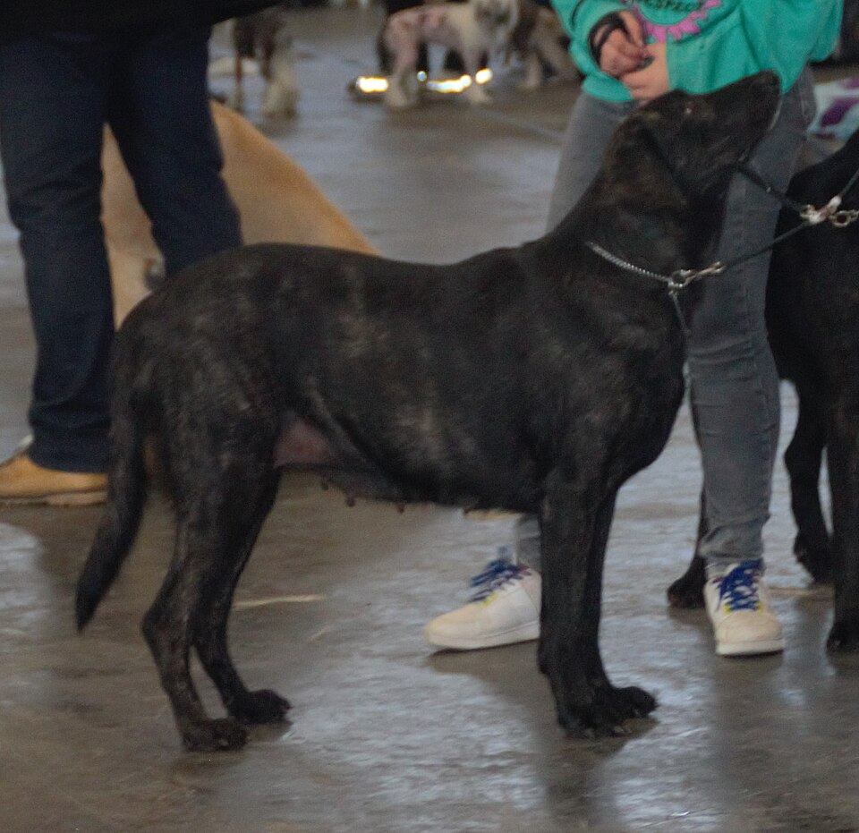 Chien de Castro Laboreiro — photo de la race de chien originaire de Portugal (4)